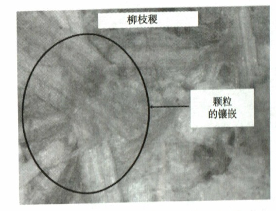 柳枝压制成生物质颗粒燃料光学显微照片