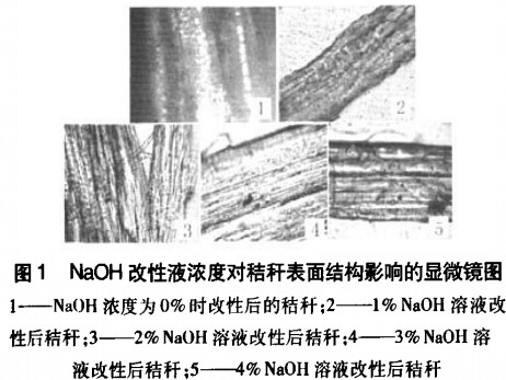 生物质成型燃料NaOH浓度对秸秆表面结构影响