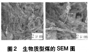 生物质成型煤sem图