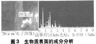 生物质表面的成分分析